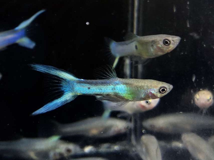 エンドラーズ ジャパンブルー